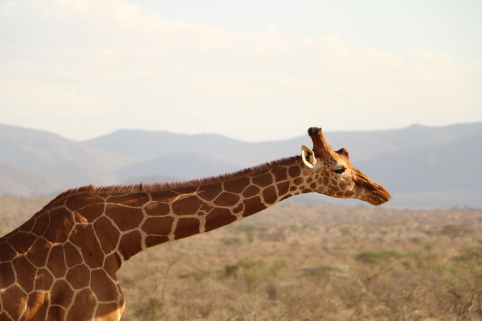 Giraffe Safari Animal