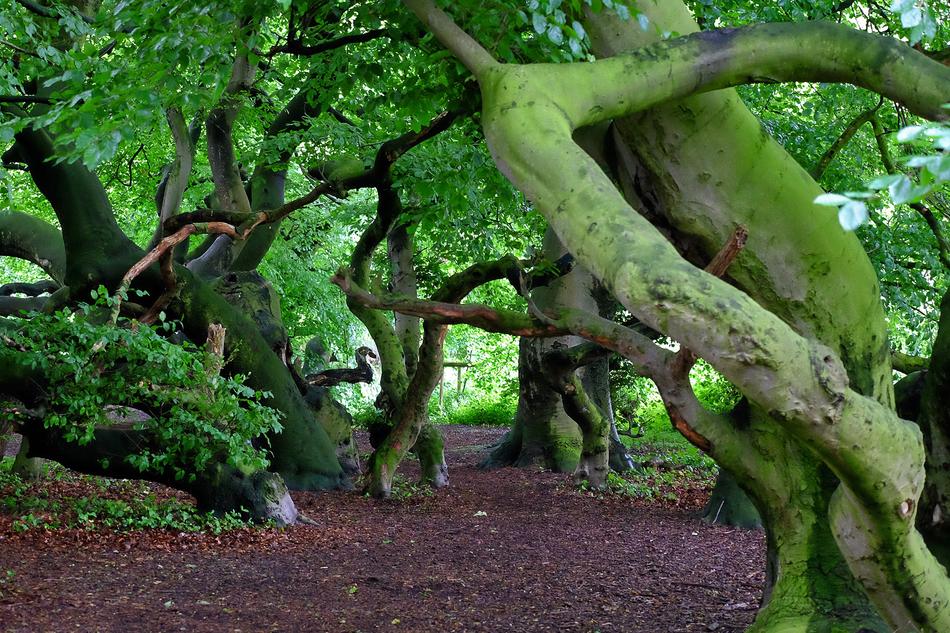 old trees in the moss in the forest