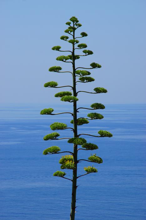tree high in the sky