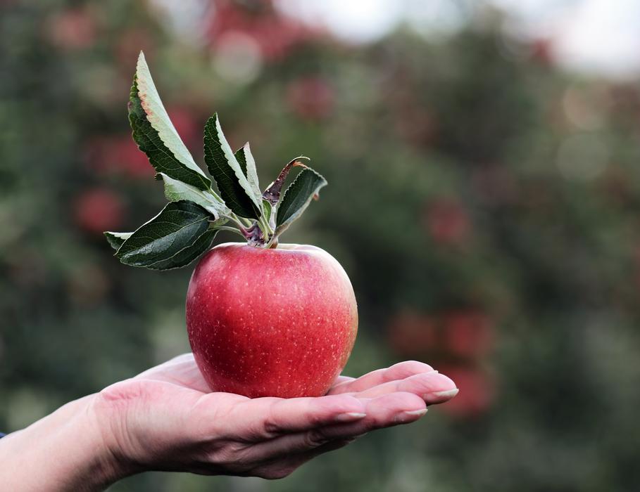 Apple Red