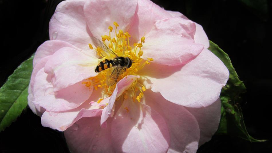 wasp in a large flower bud