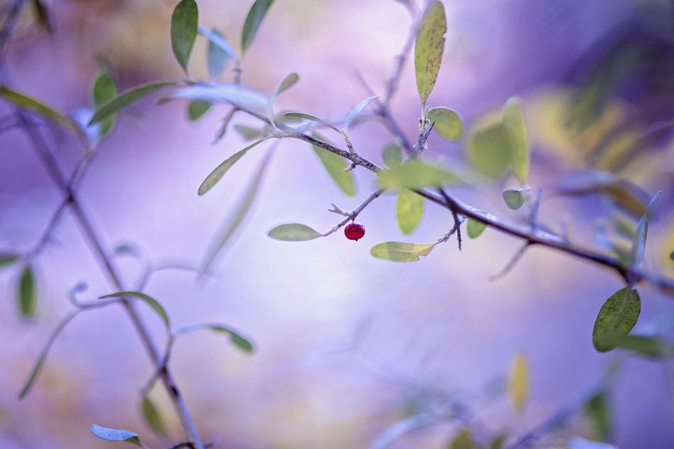 thin branches with leaves