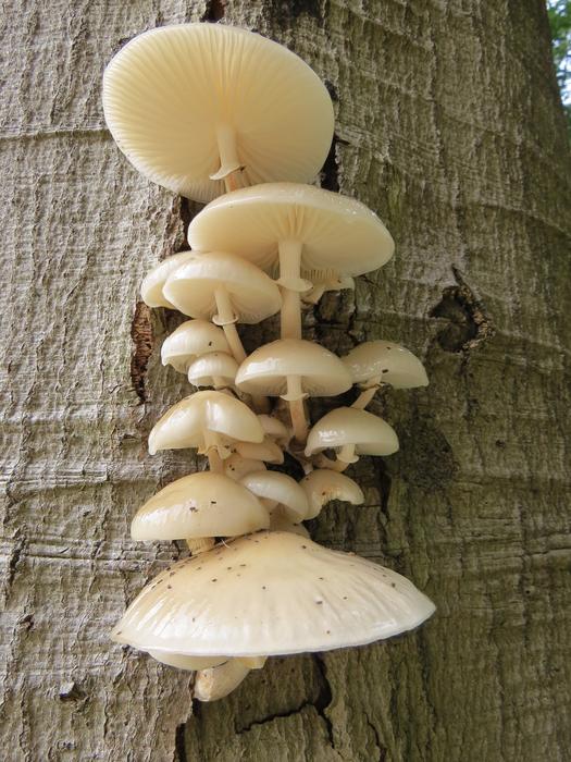 Mushroom Porcelain Fungus Fungi