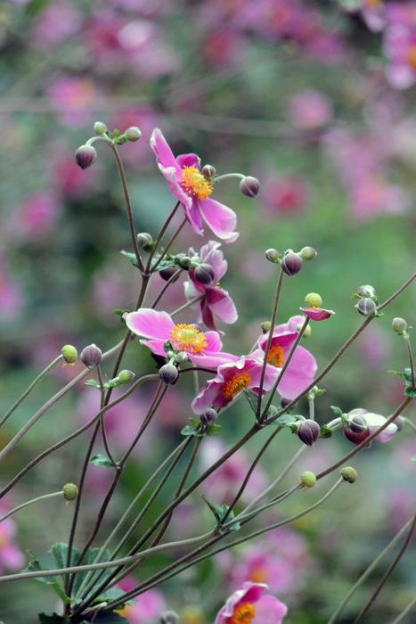 wild flowers in a beautiful field
