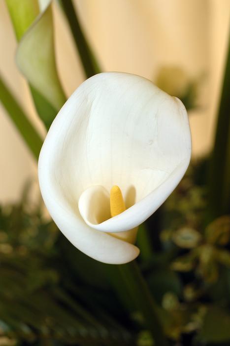 the white flower is beautiful in the garden