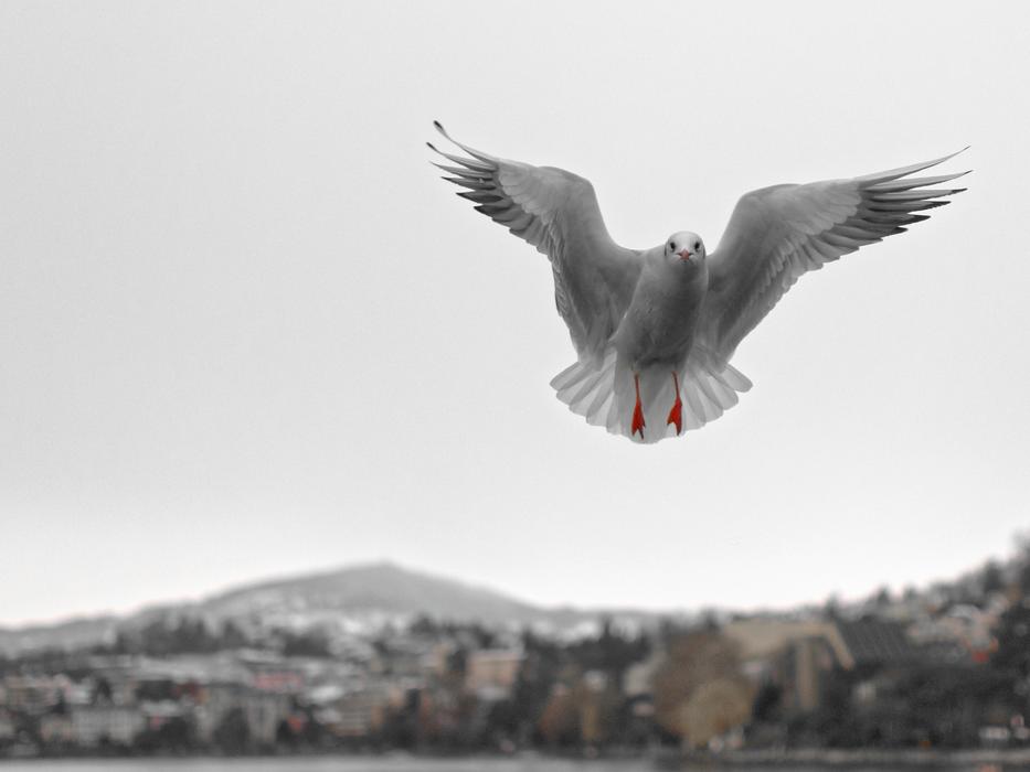Seagull Montreux Vaud