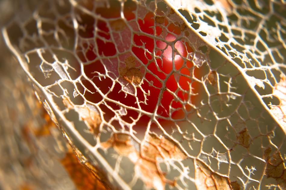 gold patterns with red berry