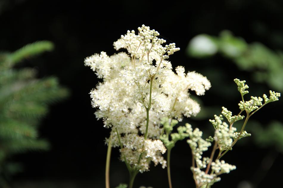 Flower White Summer