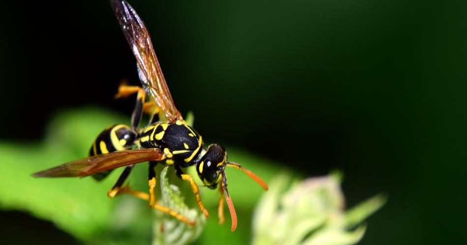 Wasp Insect Close Up