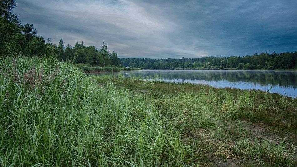 grass with a river in the woods