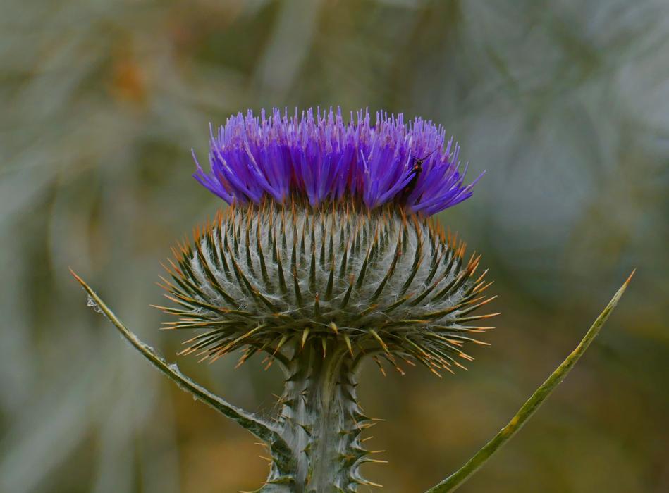 prickly flower in the wild