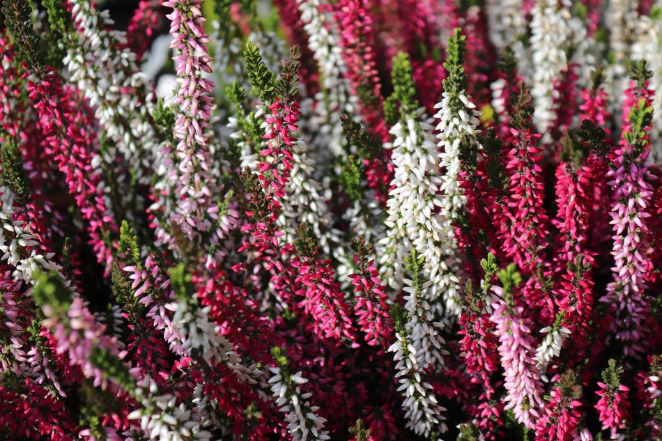 Heather Erika Flower