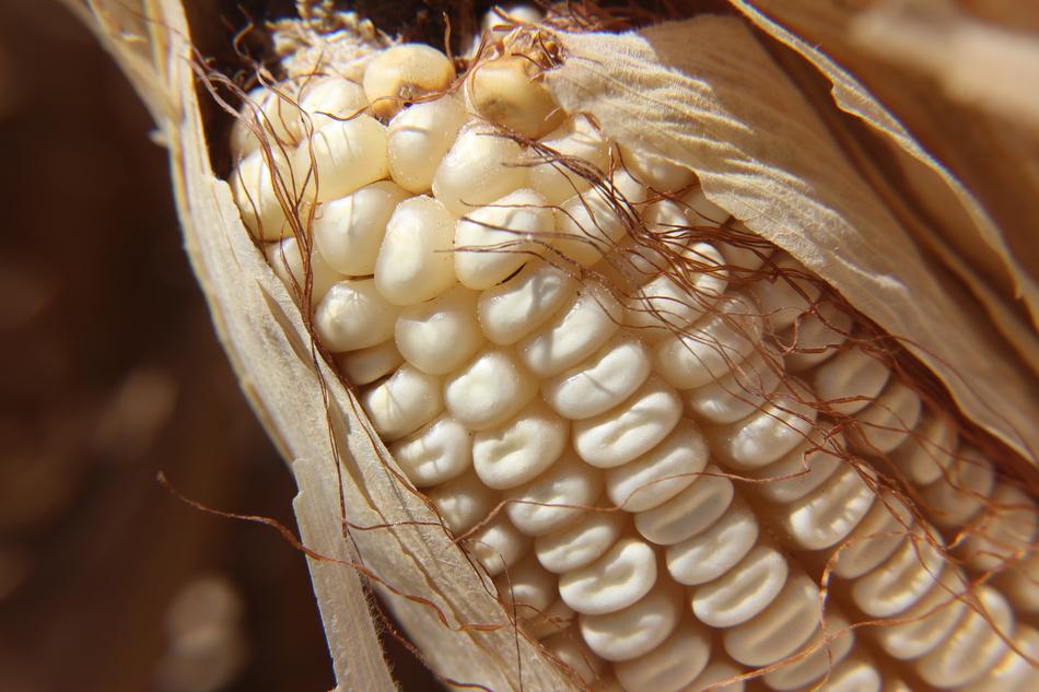 dried fresh corn