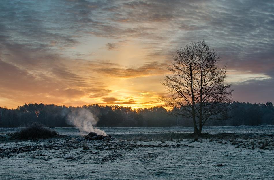 a lone tree in a snowy field