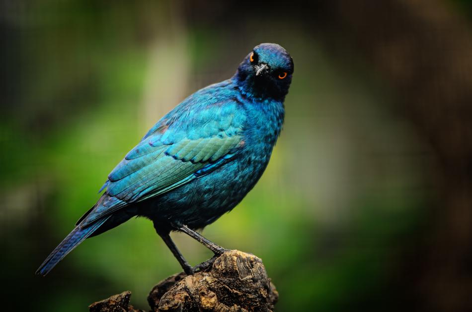 Cape Starling blue Bird