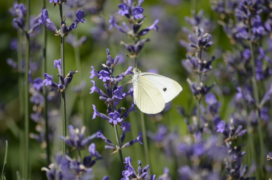 purple flowers with a white butterfly