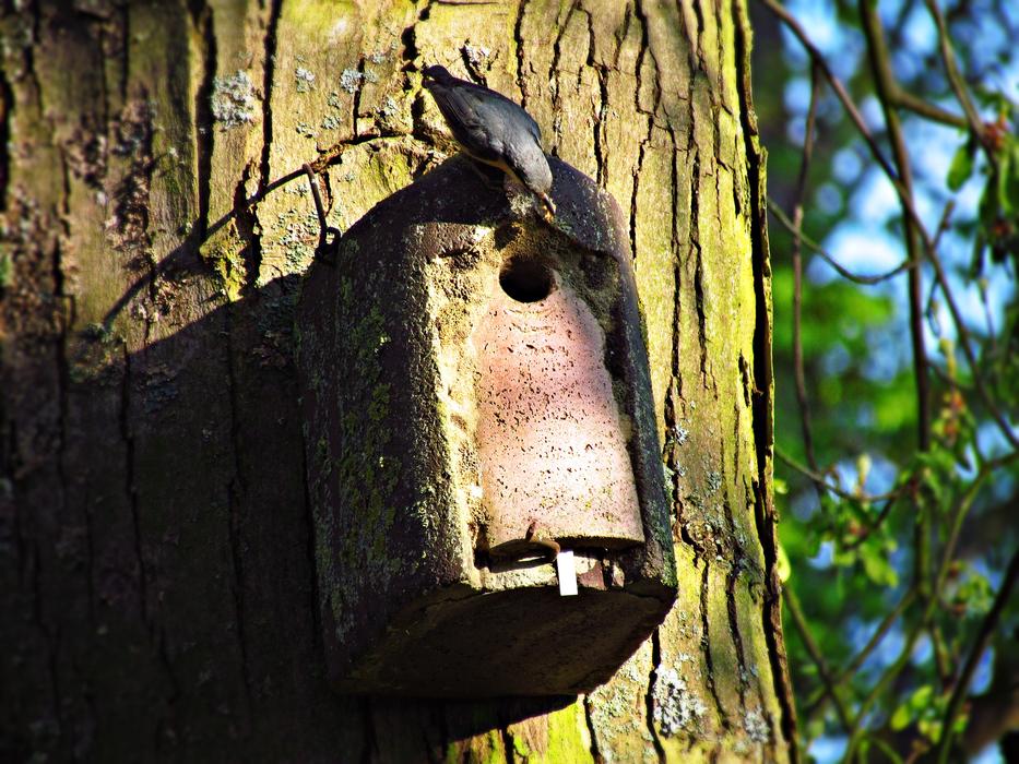Bird Shed Lęg