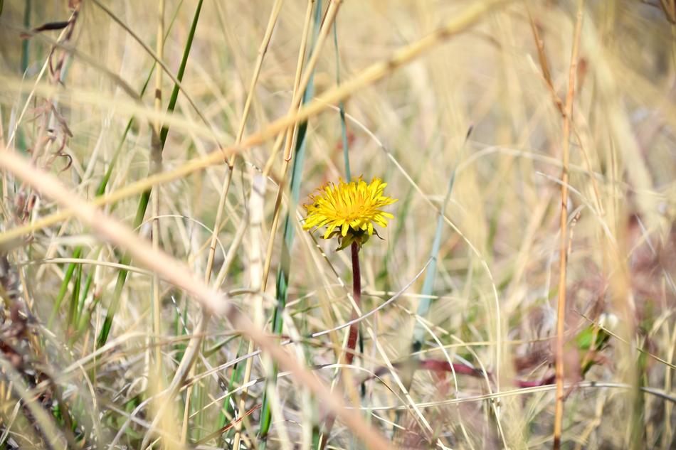 Flower Colorado Yellow