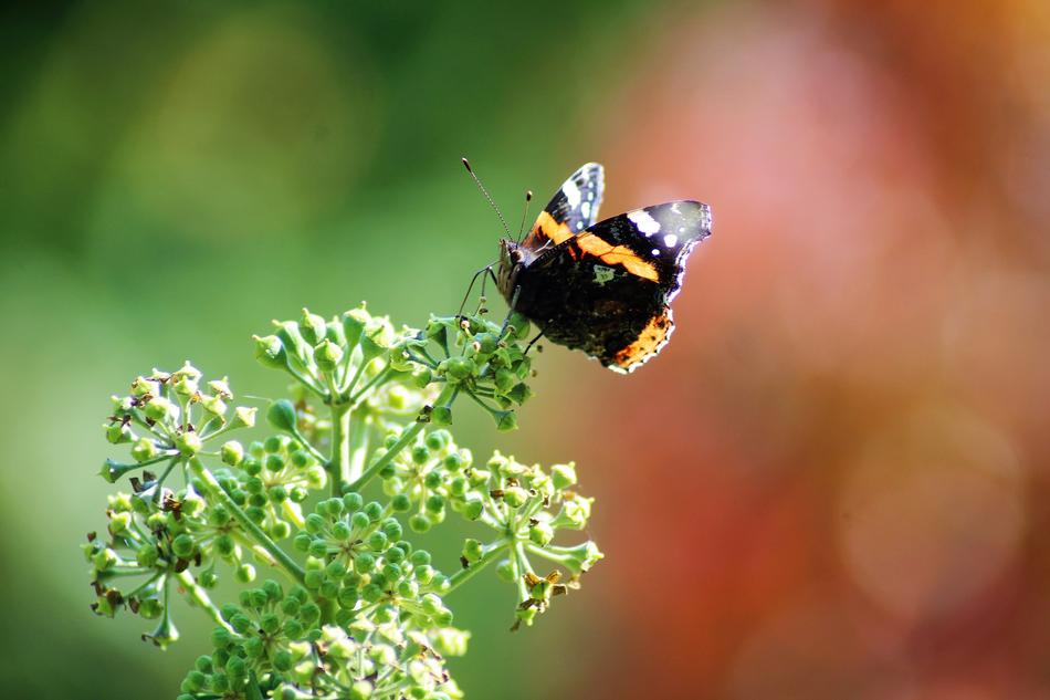 black yellow Butterfly feeding on flowers, blur background