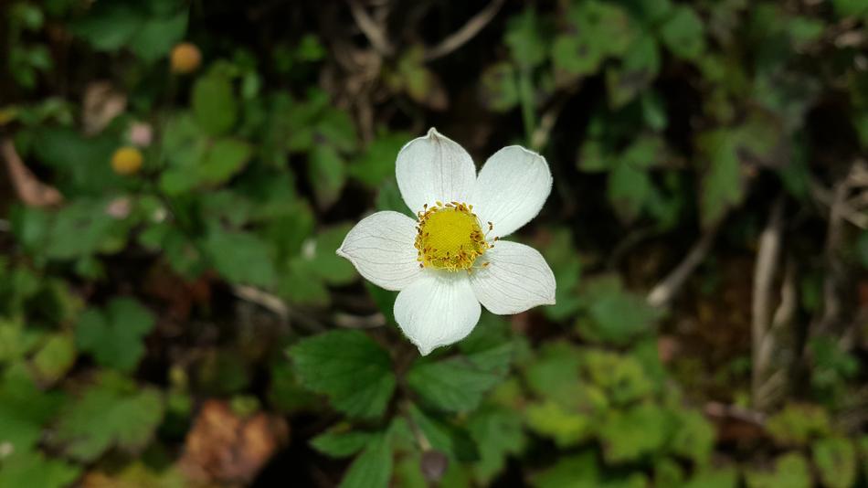 White Flower Morning Plant
