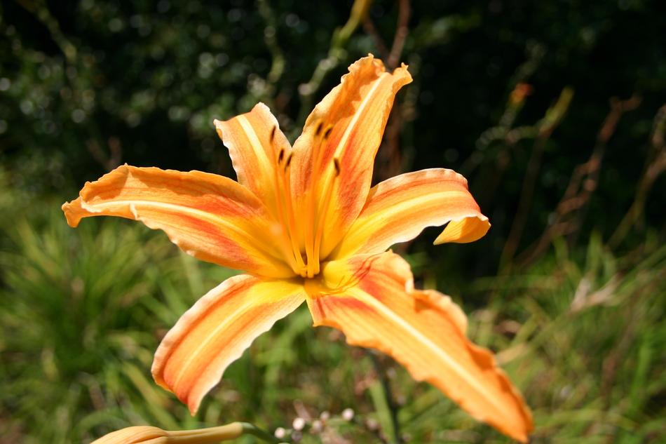 Flower Tiger Lily Orange