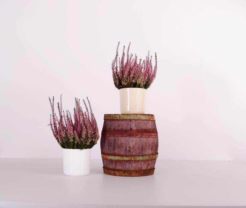 Beautiful and colorful plants in the beautiful flowerpots and barrel, on the still life