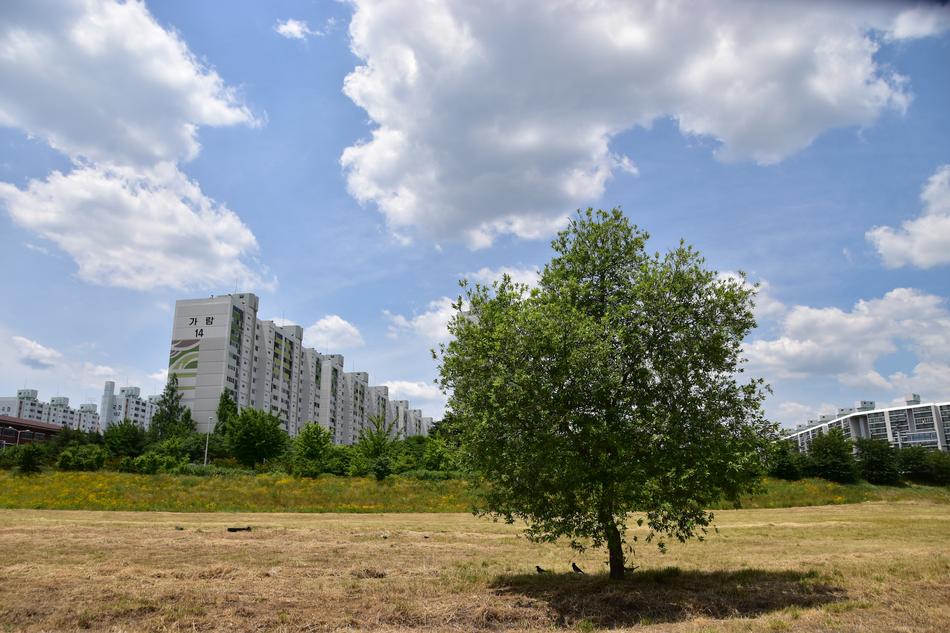 tree on the field against the background of high-rise buildings