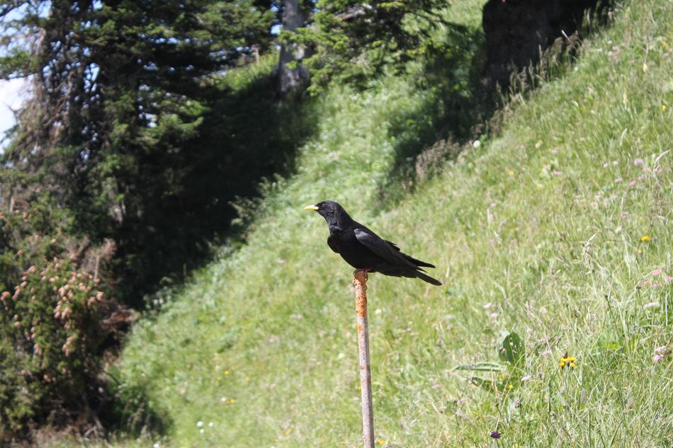 Bird Black Switzerland