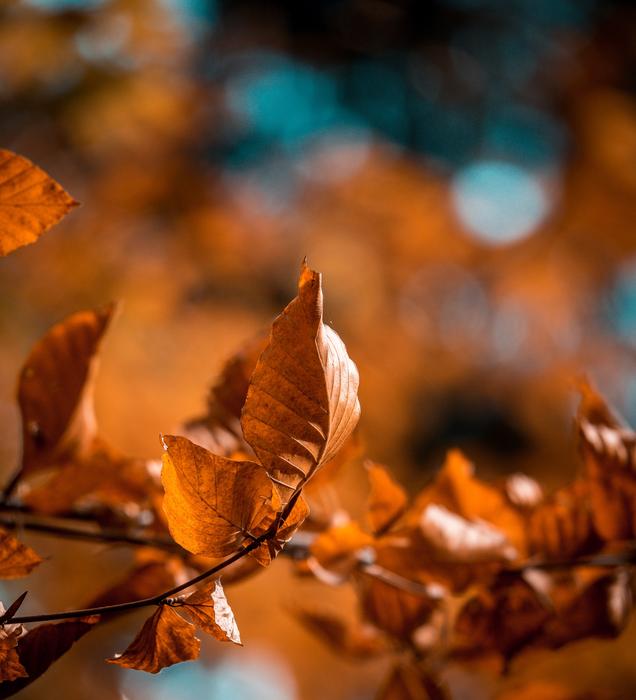 fall leaves dry on the ground