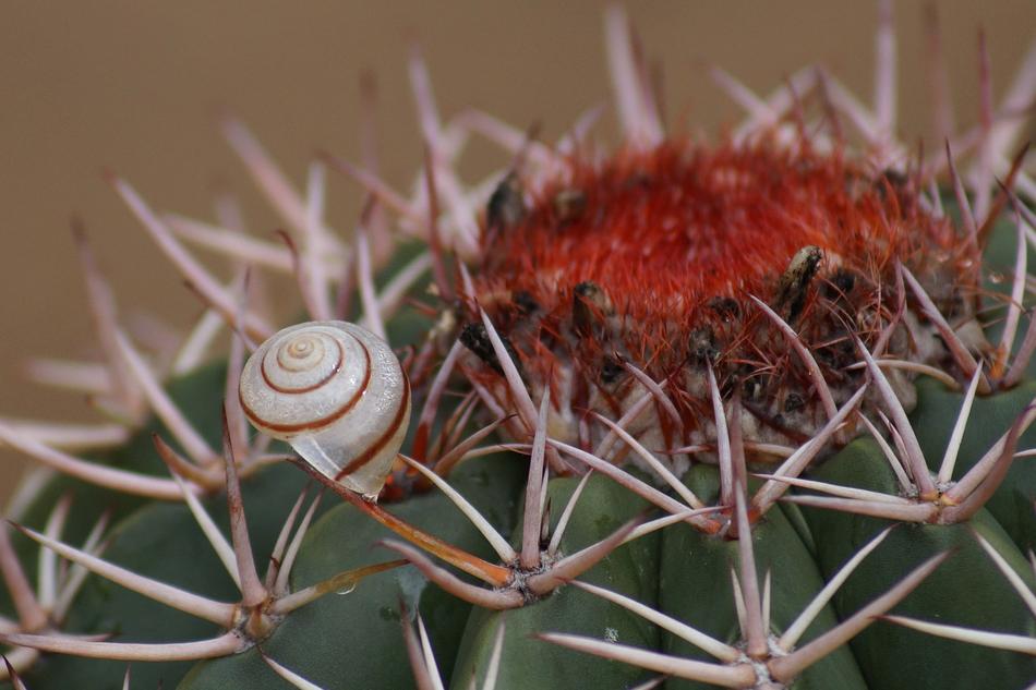 Cactus Snail Prickly