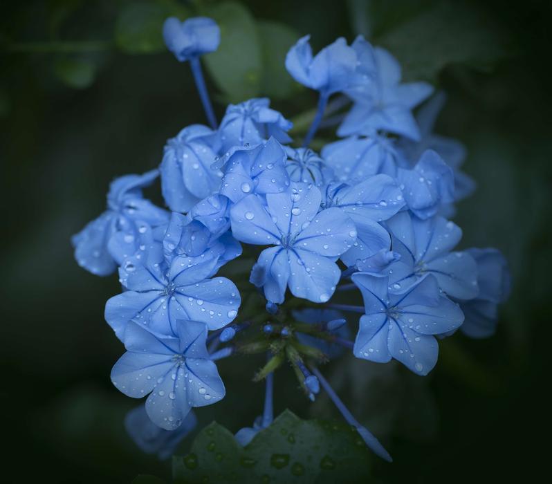 blue flowers in water drops