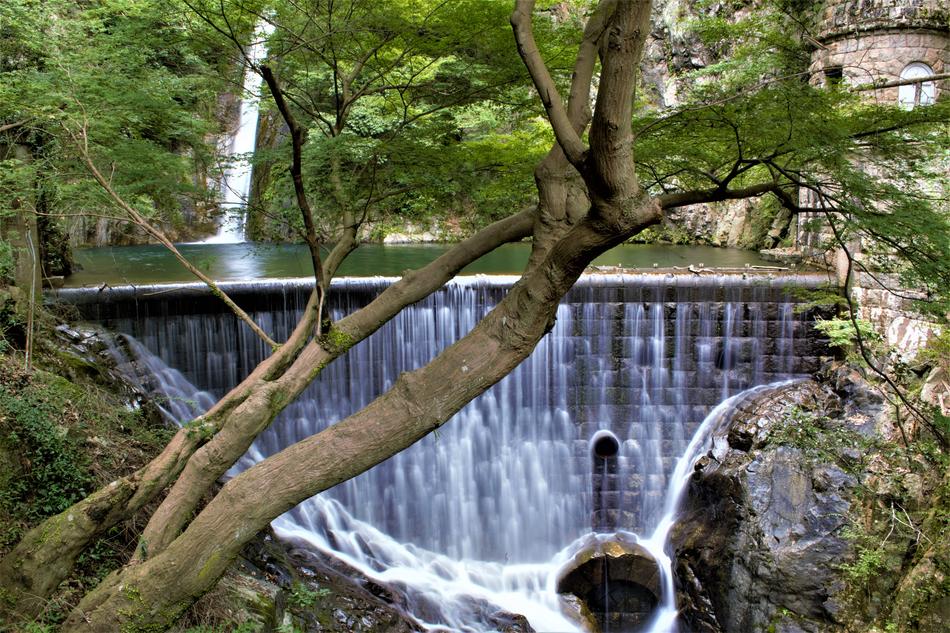 tree on the background of a waterfall