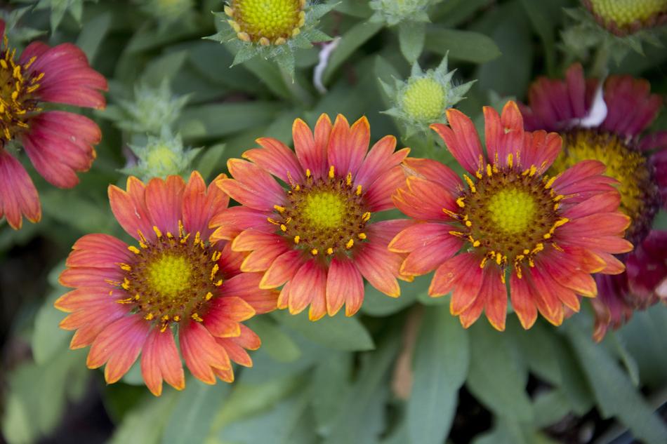 red flowers with a yellow pattern