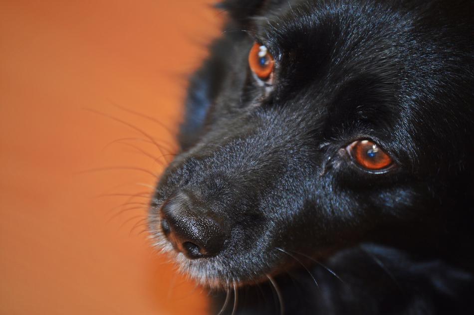 Dog Mammal Dogs