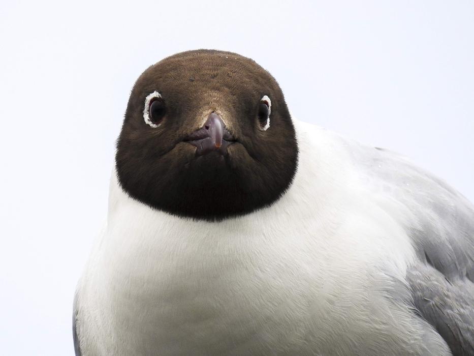 Black Headed Gull Seagull Bird