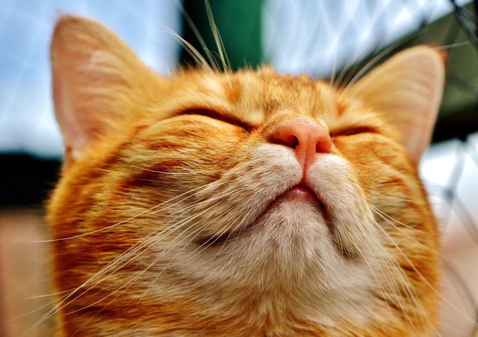 Cat Mackerel Funny