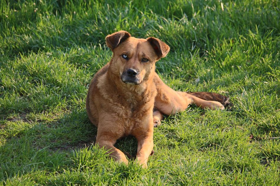Dog Lying Hybrid