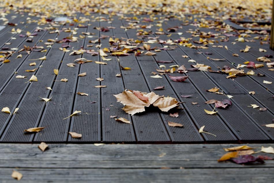 Plata One Autumn Leaves