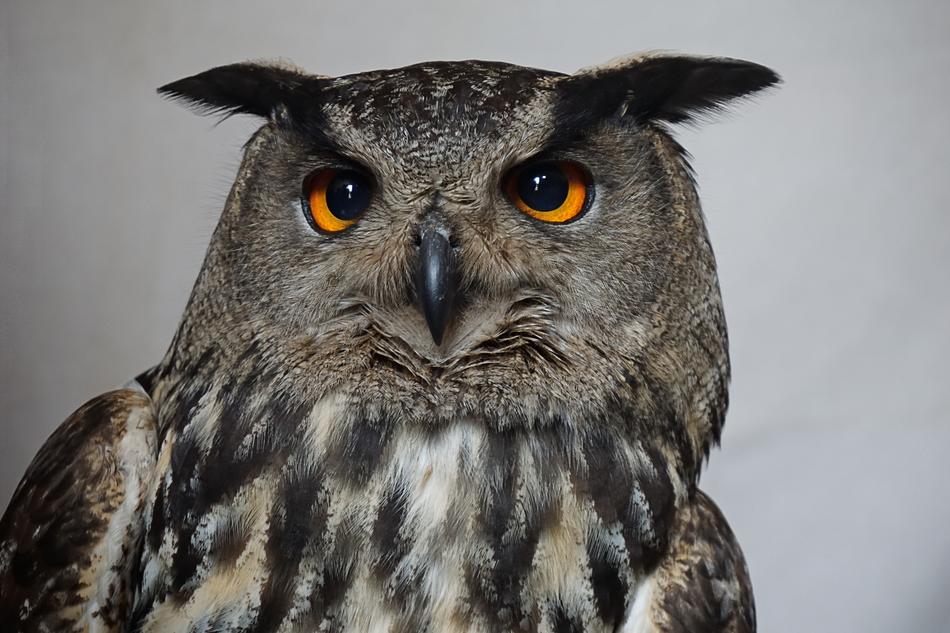 Owl Hedwig Harry Potter Eagle
