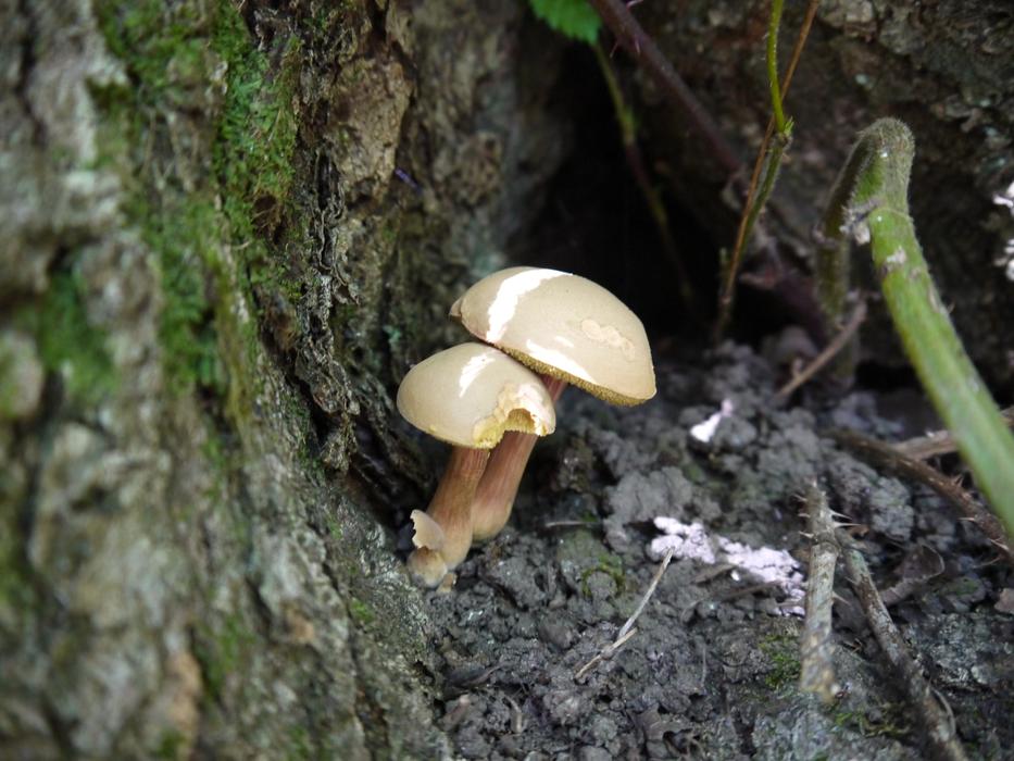 Fungus Mushroom