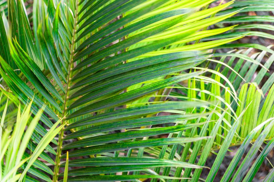 green tree leaves are tropical