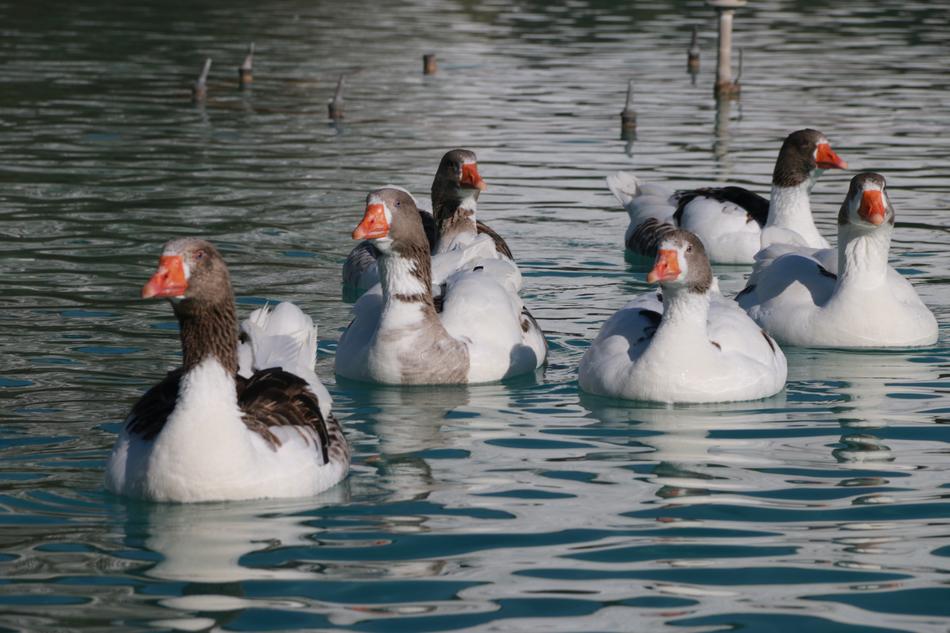 Duck Marine Bird