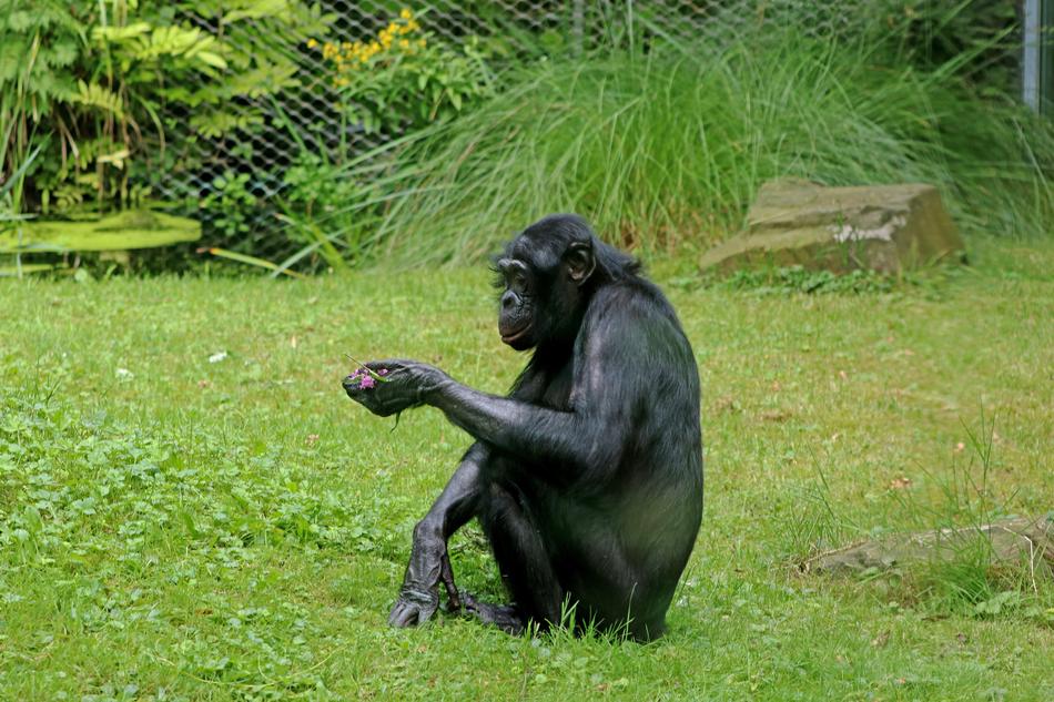 Bonobos Ape Primates