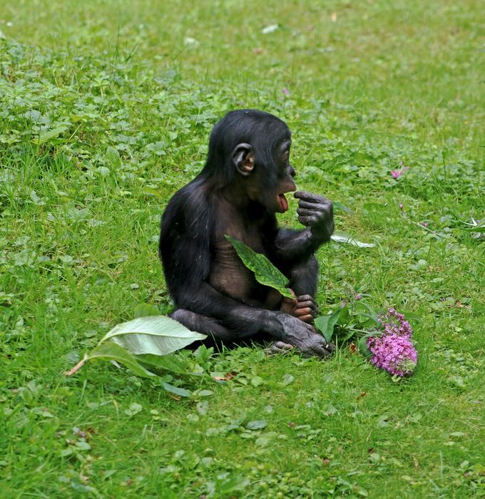Bonobos Ape Primates