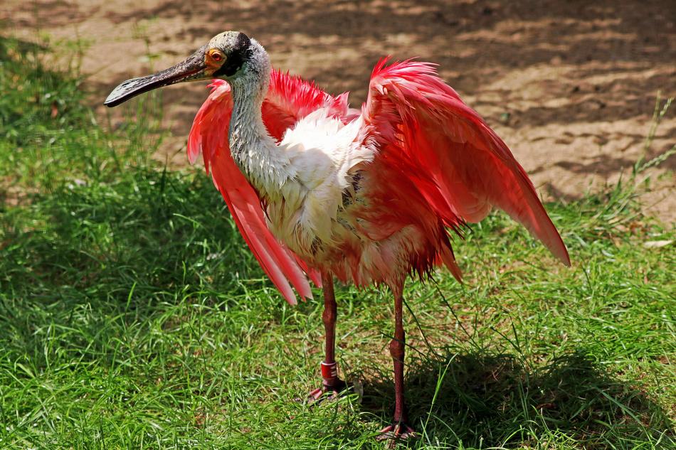 Bird Spoon Heron Feather