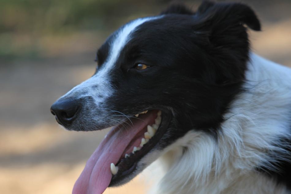 Dog Pet Outside