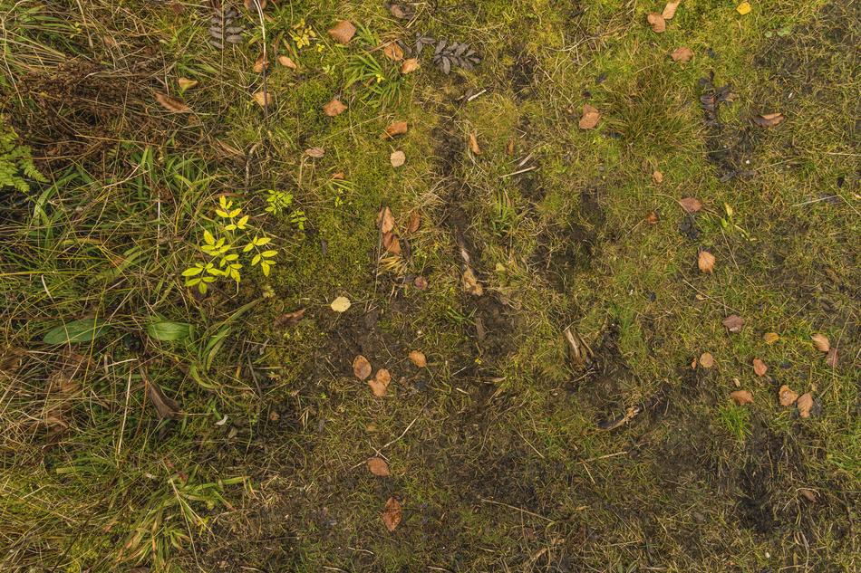 Ground covered with grass, Forest floor
