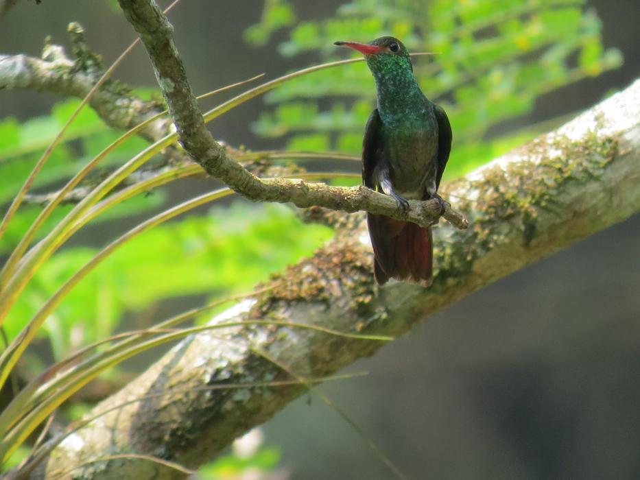 Hummingbird Ave Bird