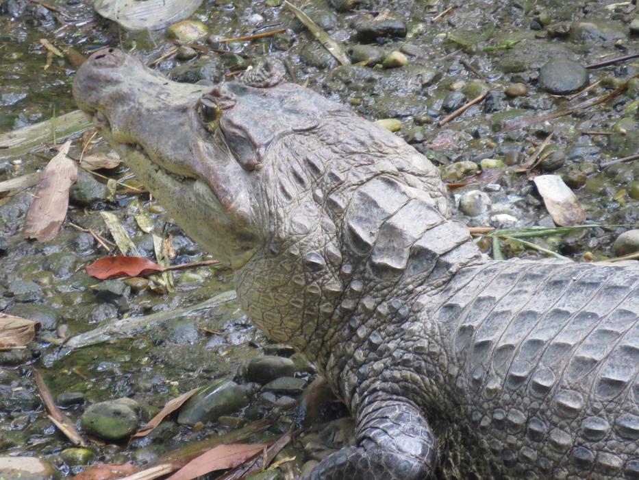 Yacaré Cayman Alligator