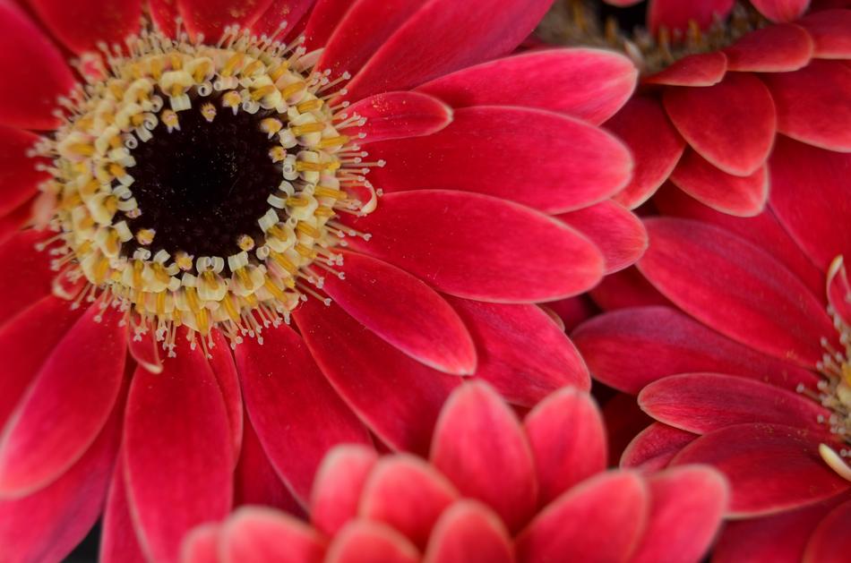 large flower
